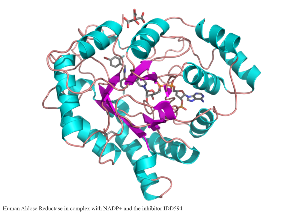 The (αβ)8-barrel motif of AKRs