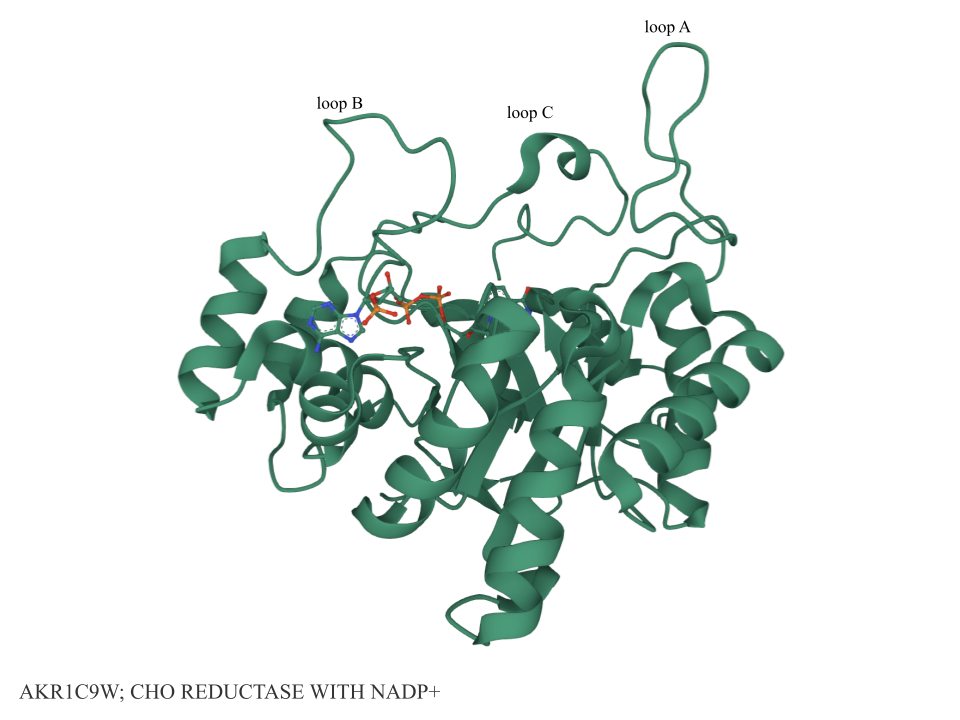 Loop Structure