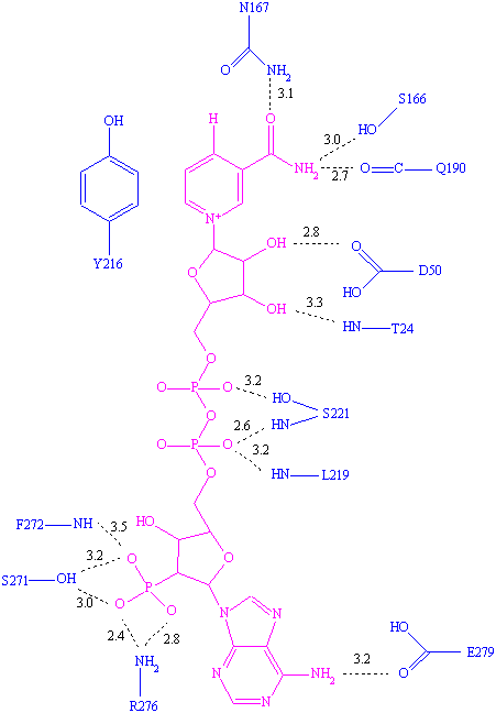 Loop structures of AKRs